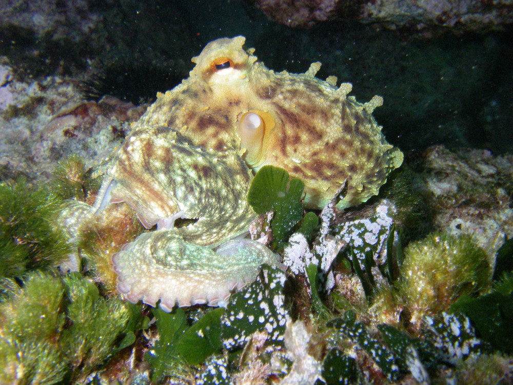 Gemeiner Krake (Octopus vulgaris)