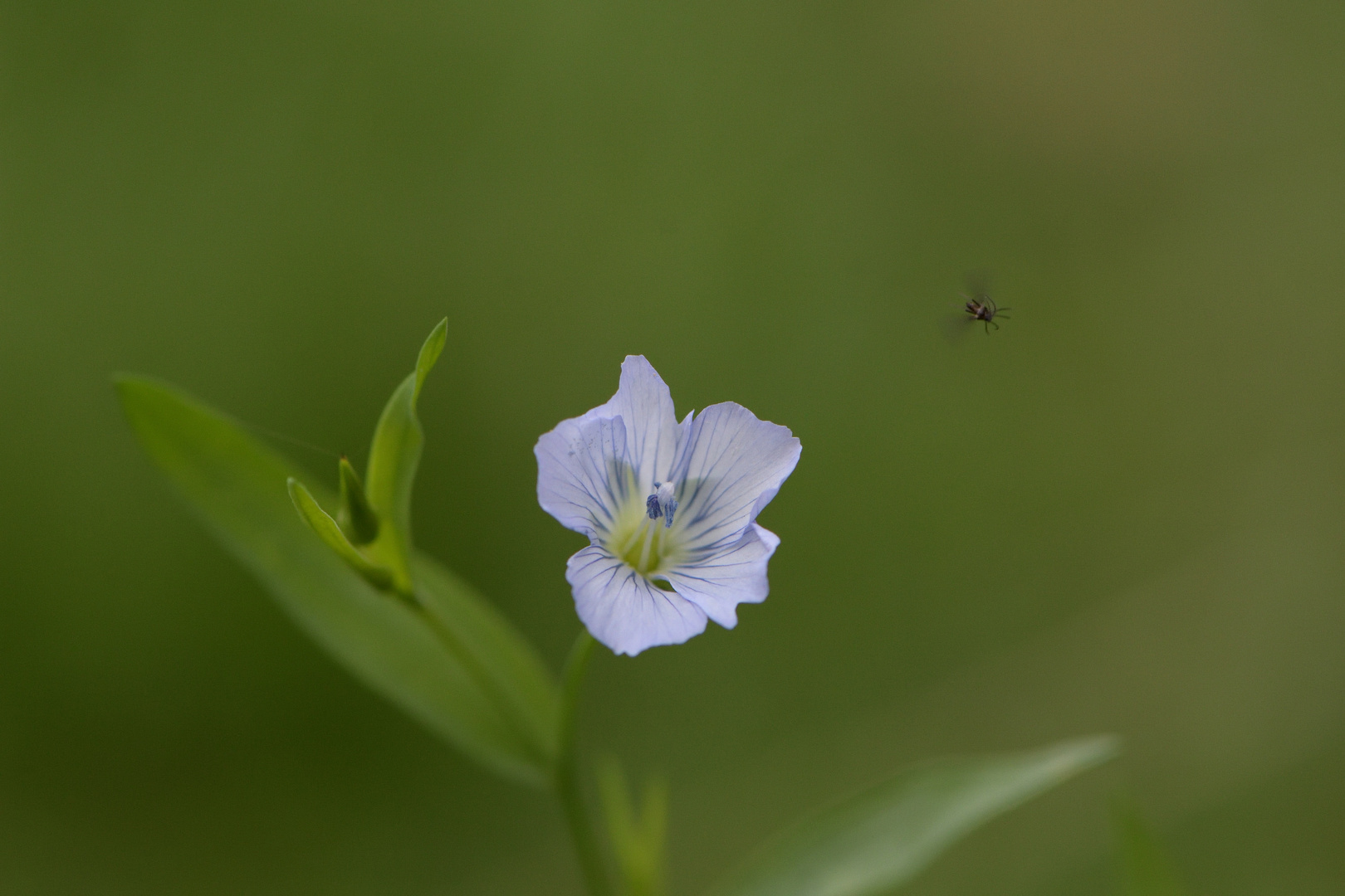 Gemeiner Lein