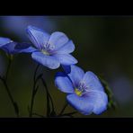 Gemeiner Lein (Linum usitatissimum)