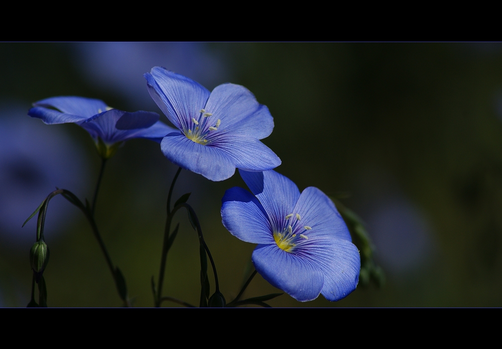 Gemeiner Lein (Linum usitatissimum)