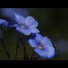 Gemeiner Lein (Linum usitatissimum)