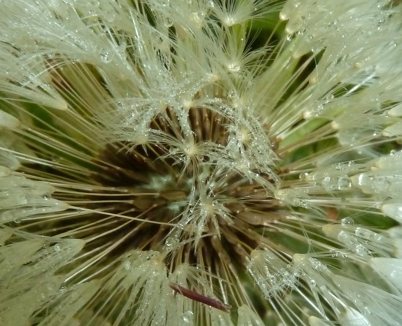 Gemeiner Löwenzahn - Taraxacum officinale