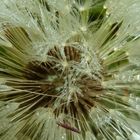 Gemeiner Löwenzahn - Taraxacum officinale