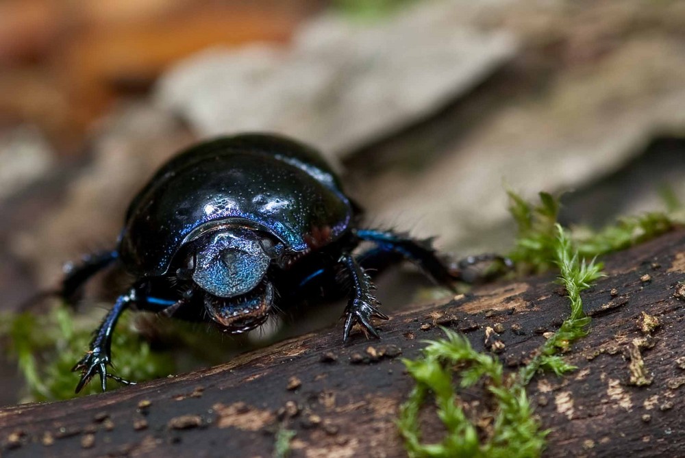 Gemeiner Mistkäfer Foto & Bild | tiere, wildlife, insekten Bilder auf fotocommunity
