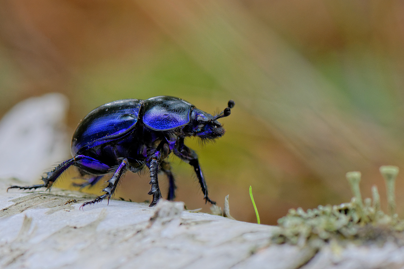 Gemeiner Mistkäfer (Geotrupes stercorarius)