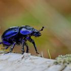 Gemeiner Mistkäfer (Geotrupes stercorarius)