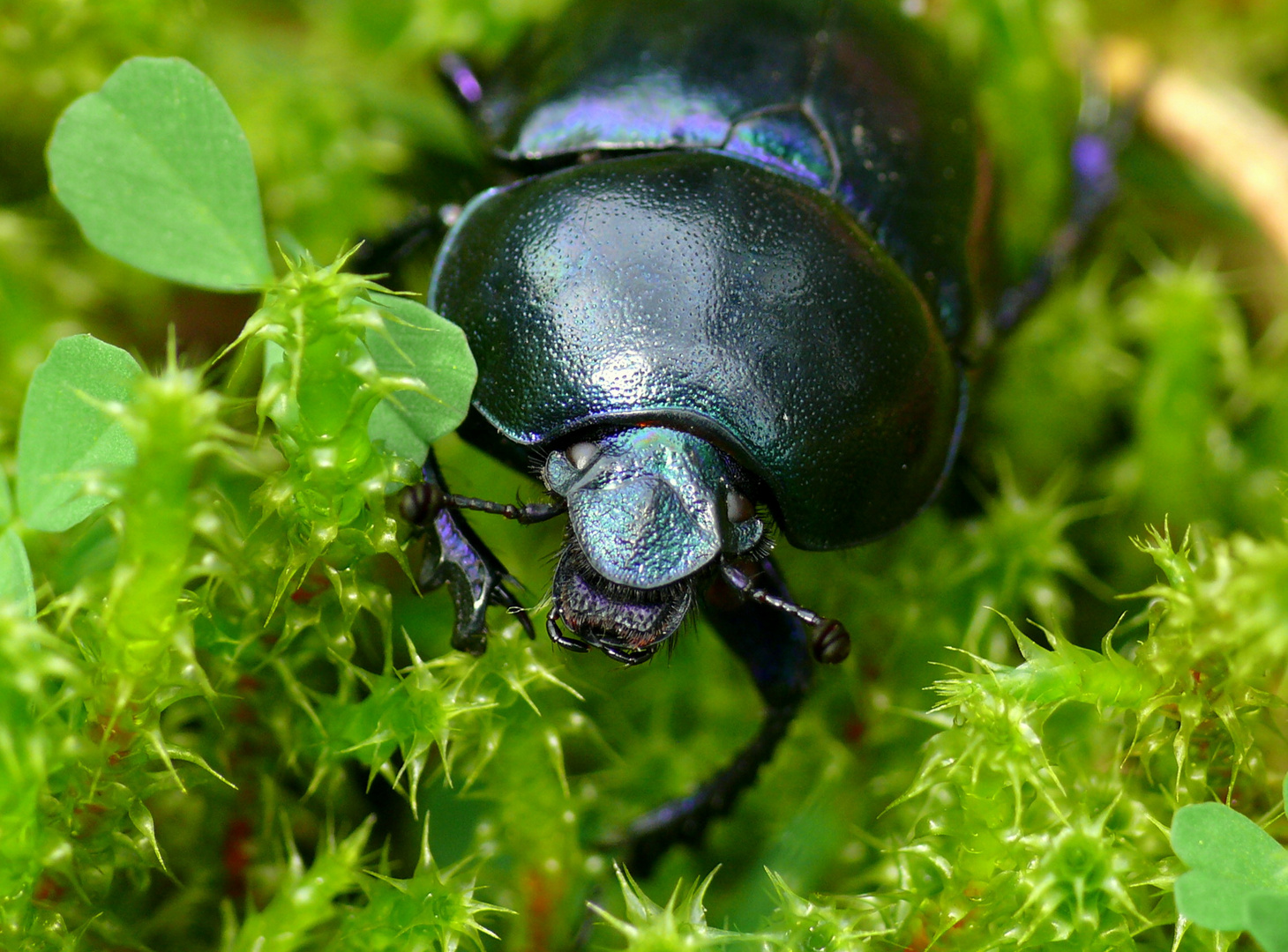 Gemeiner Mistkäfer (Geotrupes stercorarius)