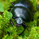 Gemeiner Mistkäfer (Geotrupes stercorarius)