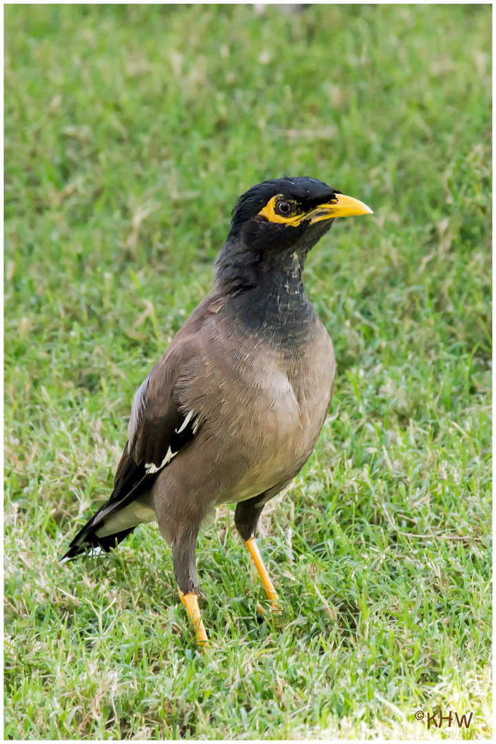 Gemeiner Myna