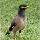 Gemeiner Myna