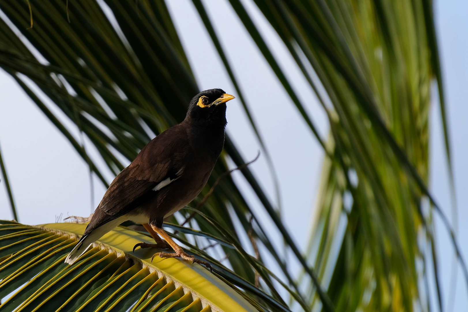 ...gemeiner Myna...