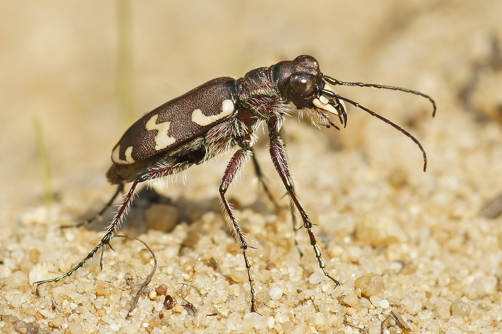 Gemeiner-oder auch Dünensandlaufkäfer (Cicindela hybrida)