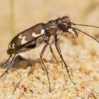 Gemeiner-oder auch Dünensandlaufkäfer (Cicindela hybrida)