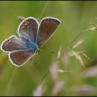 Gemeiner oder Hauhechelblaeuling (Polyommatus icarus) - weiblich