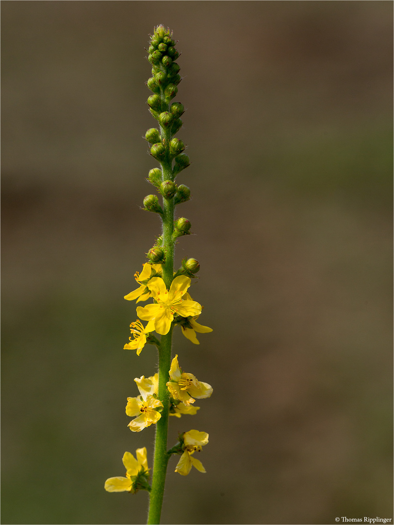 Gemeiner Odermennig (Agrimonia eupatoria) 5495