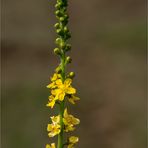 Gemeiner Odermennig (Agrimonia eupatoria) 5495