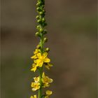 Gemeiner Odermennig (Agrimonia eupatoria) 5495