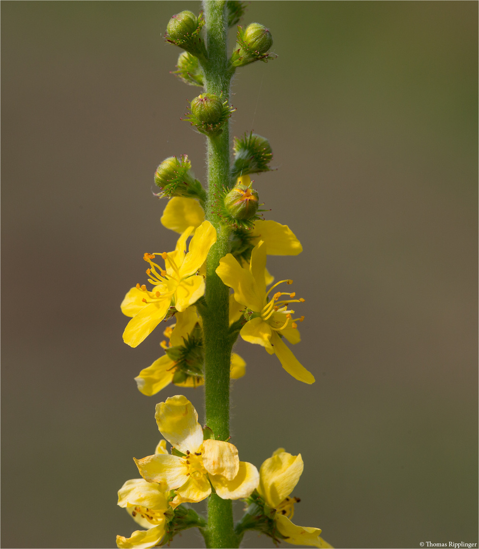 Gemeiner Odermennig (Agrimonia eupatoria) 5502