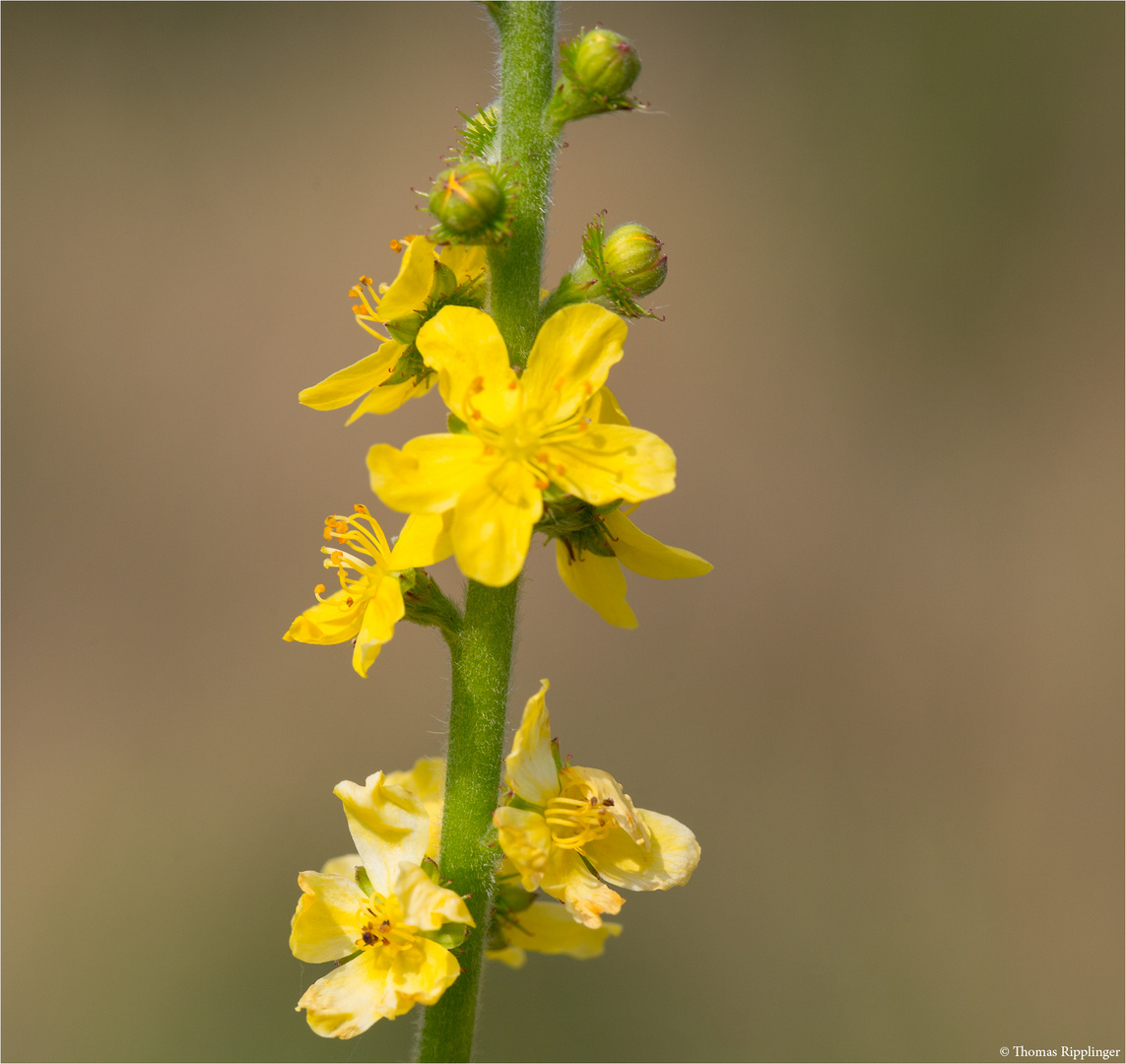 Gemeiner Odermennig (Agrimonia eupatoria) 5508