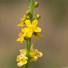 Gemeiner Odermennig (Agrimonia eupatoria) 5508