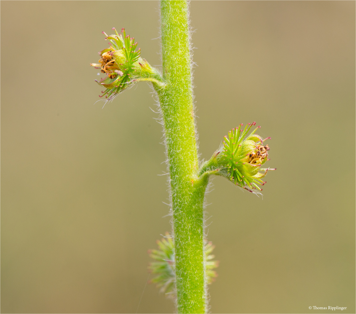 Gemeiner Odermennig (Agrimonia eupatoria) 5509