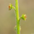 Gemeiner Odermennig (Agrimonia eupatoria) 5509