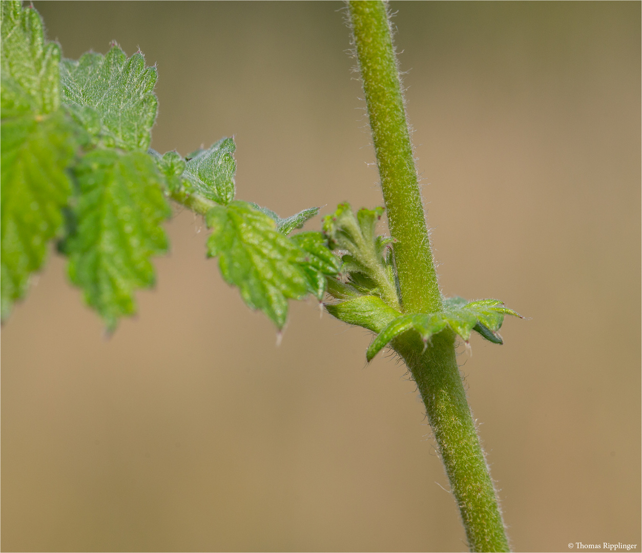 Gemeiner Odermennig (Agrimonia eupatoria) 5515