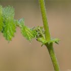 Gemeiner Odermennig (Agrimonia eupatoria) 5515