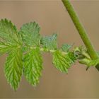 Gemeiner Odermennig (Agrimonia eupatoria) 5518