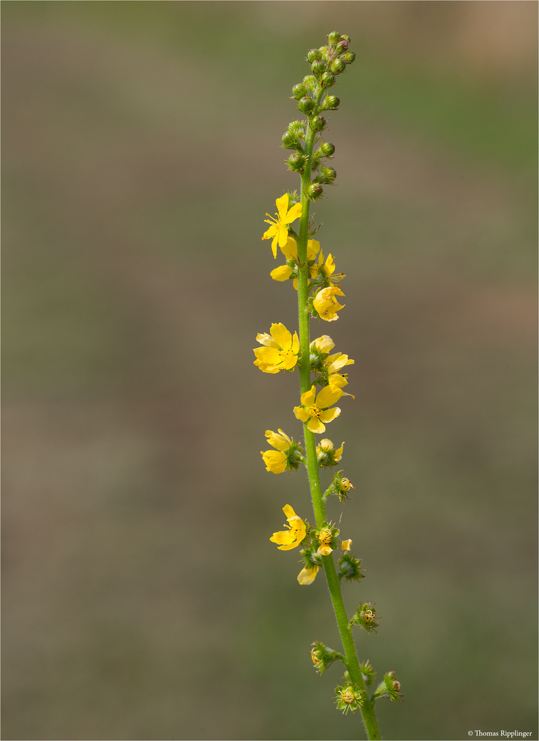 Gemeiner Odermennig (Agrimonia eupatoria) 5528