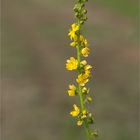 Gemeiner Odermennig (Agrimonia eupatoria) 5528