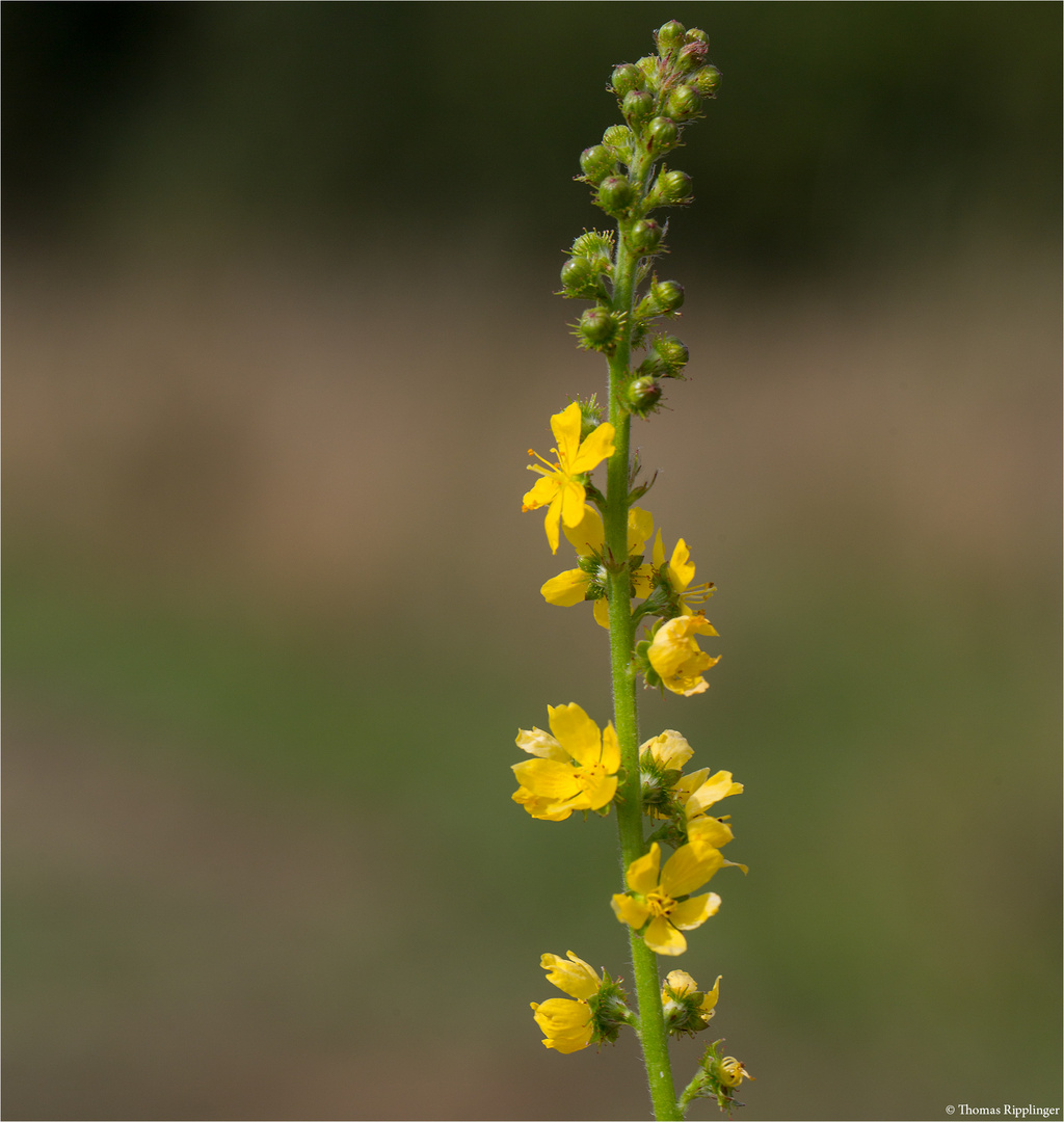 Gemeiner Odermennig (Agrimonia eupatoria) 5530