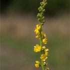 Gemeiner Odermennig (Agrimonia eupatoria) 5530
