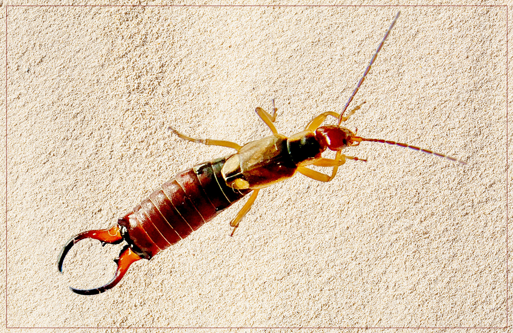 gemeiner Ohrenkneifer (Forficula auricularia) im Sand