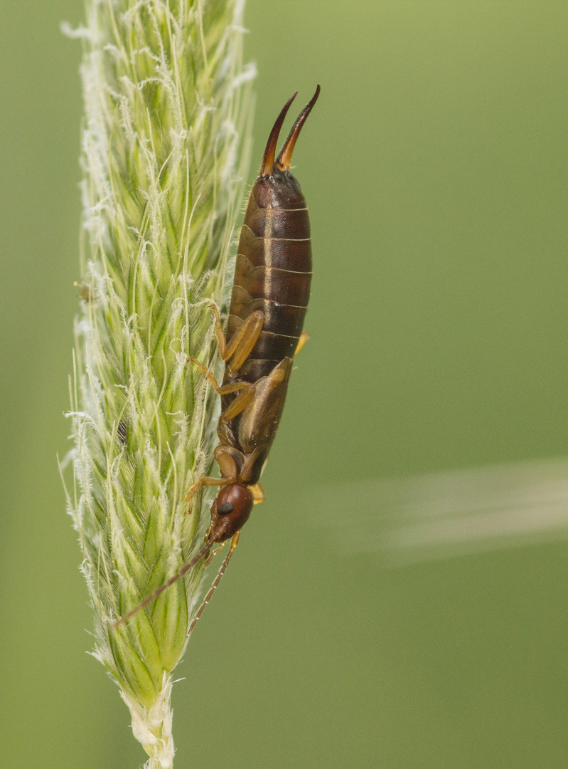 Gemeiner Ohrwurm (Forficula auricularia) Foto & Bild natur, insekten