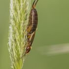 Gemeiner Ohrwurm (Forficula auricularia)