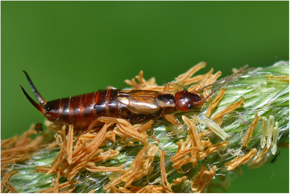 Gemeiner Ohrwurm - Forficula auricularia