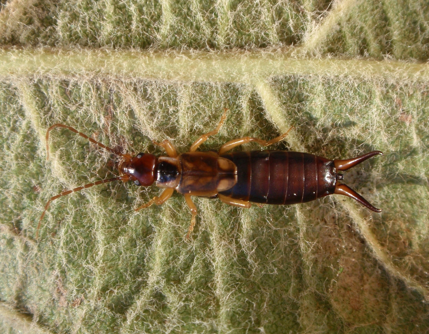 Gemeiner Ohrwurm (Forficula auricularia)