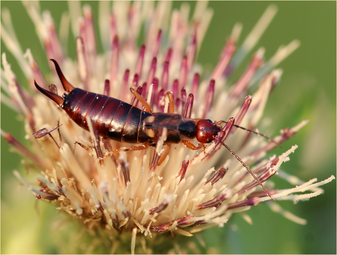 Gemeiner Ohrwurm (Forficula auricularia).