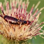 Gemeiner Ohrwurm (Forficula auricularia).