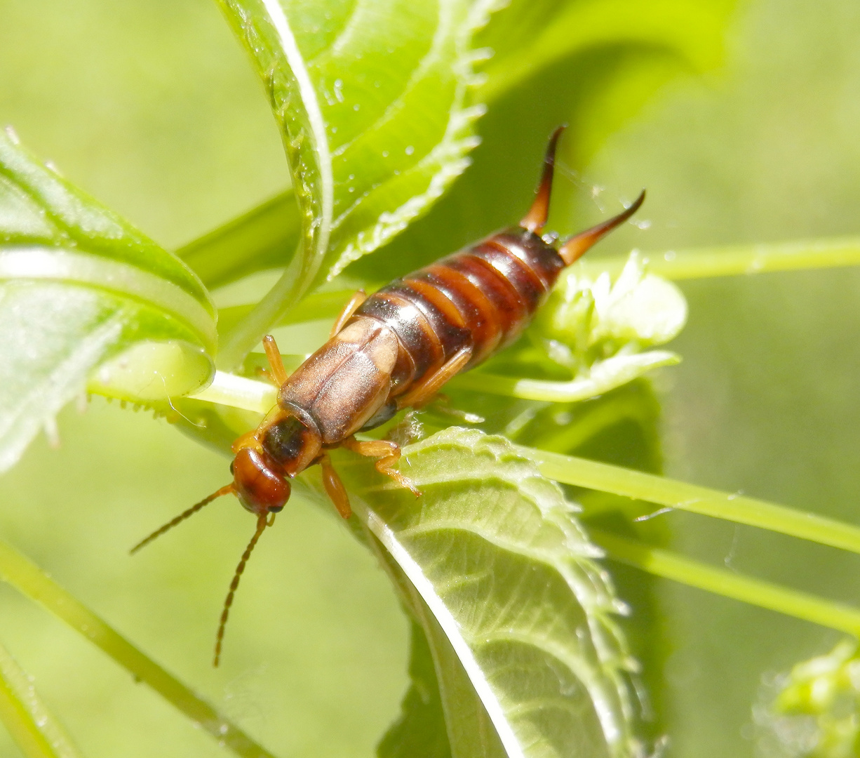 Gemeiner Ohrwurm (Forficula auricularia)