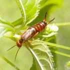 Gemeiner Ohrwurm (Forficula auricularia)