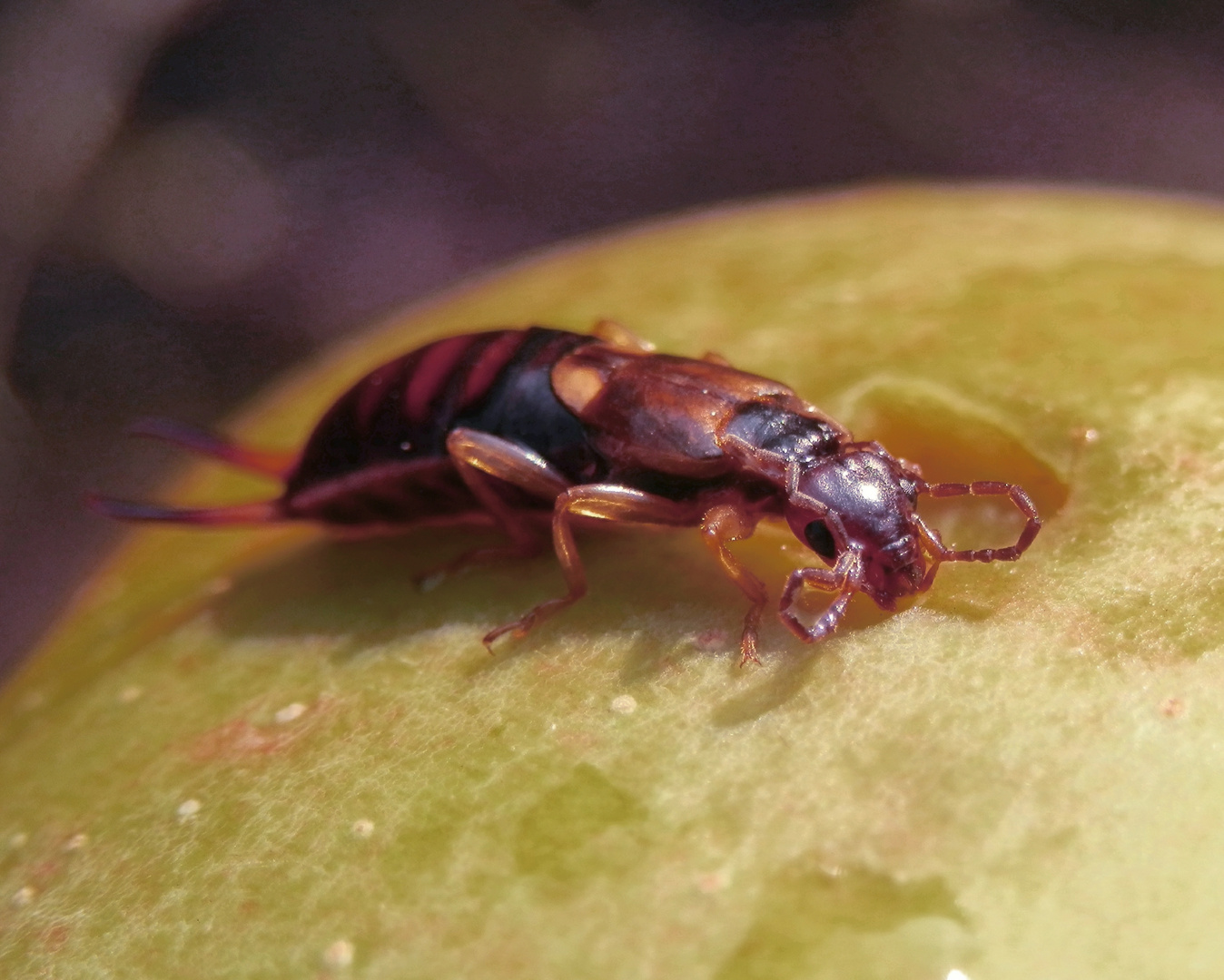 Gemeiner Ohrwurm (Forficula auricularia) auf Fallobst