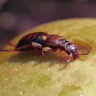 Gemeiner Ohrwurm (Forficula auricularia) auf Fallobst