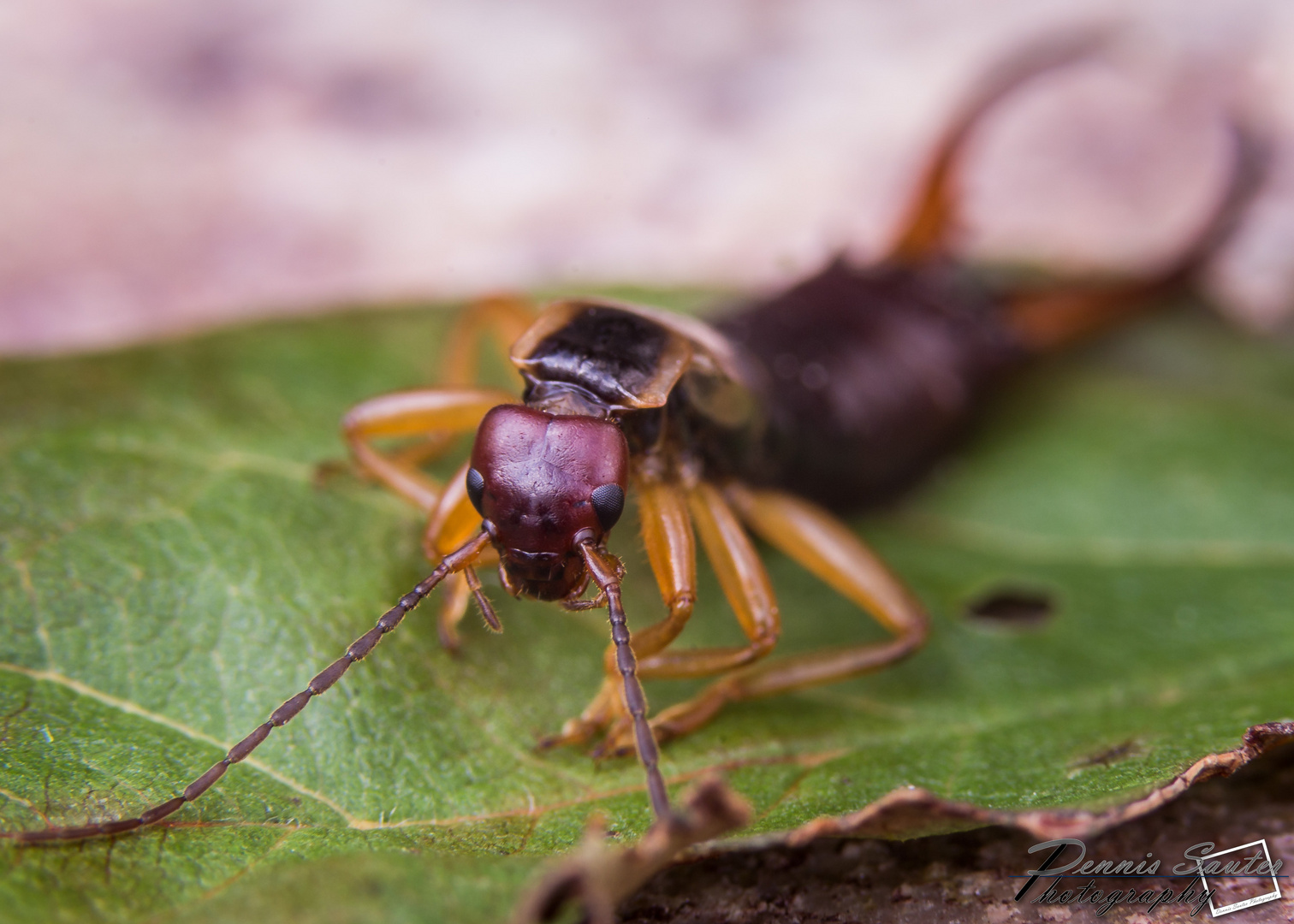 Gemeiner Ohrwurm (Forficula auricularia)