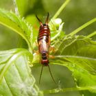 Gemeiner Ohrwurm (Forficula auricularia)