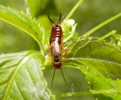 Gemeiner Ohrwurm (Forficula auricularia)