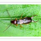 Gemeiner Ohrwurm (Forficula auricularia) Dermaptera