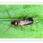 Gemeiner Ohrwurm (Forficula auricularia) Dermaptera