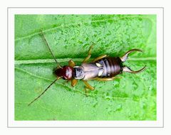 Gemeiner Ohrwurm (Forficula auricularia) Dermaptera